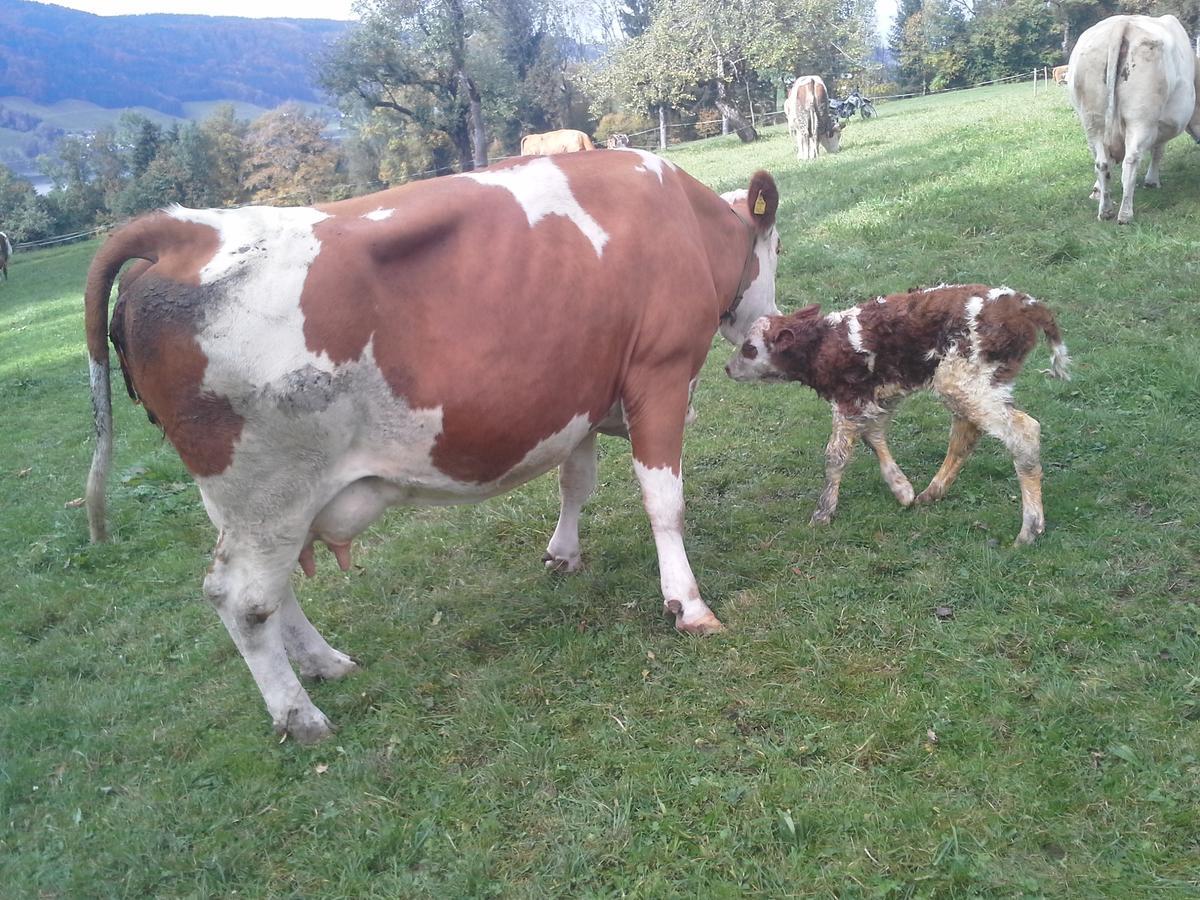 Bauernhof Kasleitner Zell am Moos Exterior foto