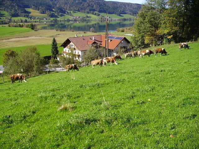 Bauernhof Kasleitner Zell am Moos Exterior foto