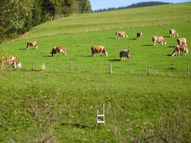 Bauernhof Kasleitner Zell am Moos Exterior foto