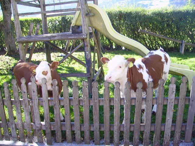 Bauernhof Kasleitner Zell am Moos Exterior foto